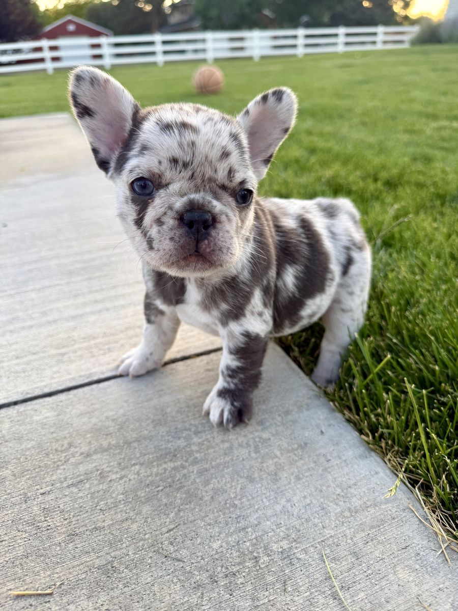 AKC French Bulldog Puppies