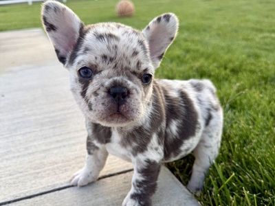 AKC French Bulldog Puppies