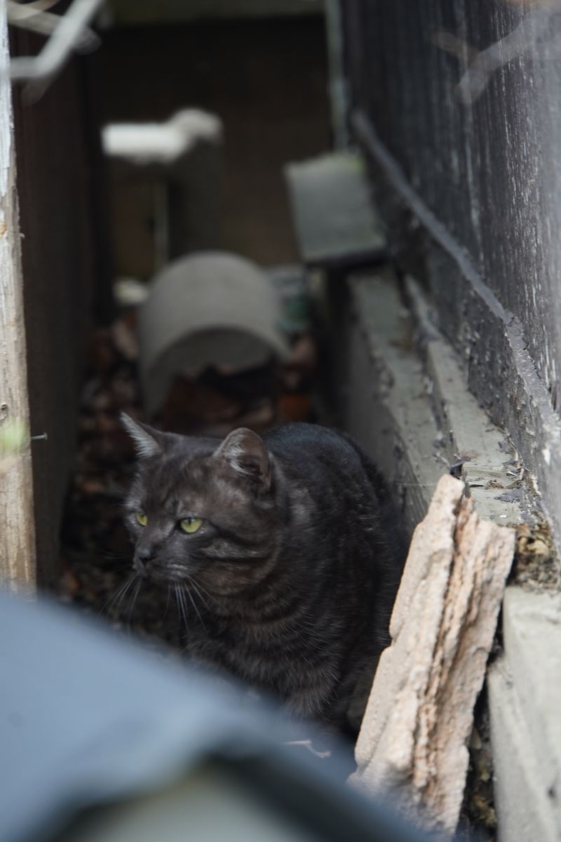 FOUND Gray Tabby Cat