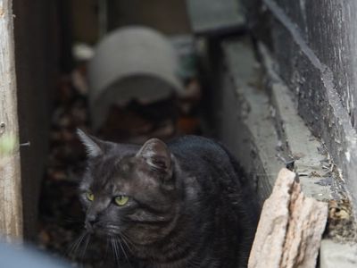 FOUND Gray Tabby Cat