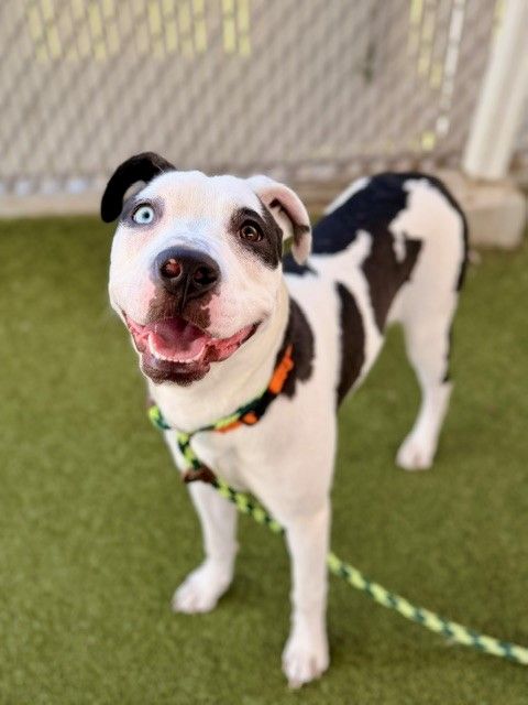A163171 Feather is Available for Adoption!