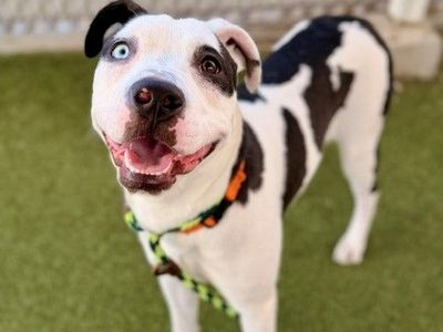 A163171 Feather is Available for Adoption!