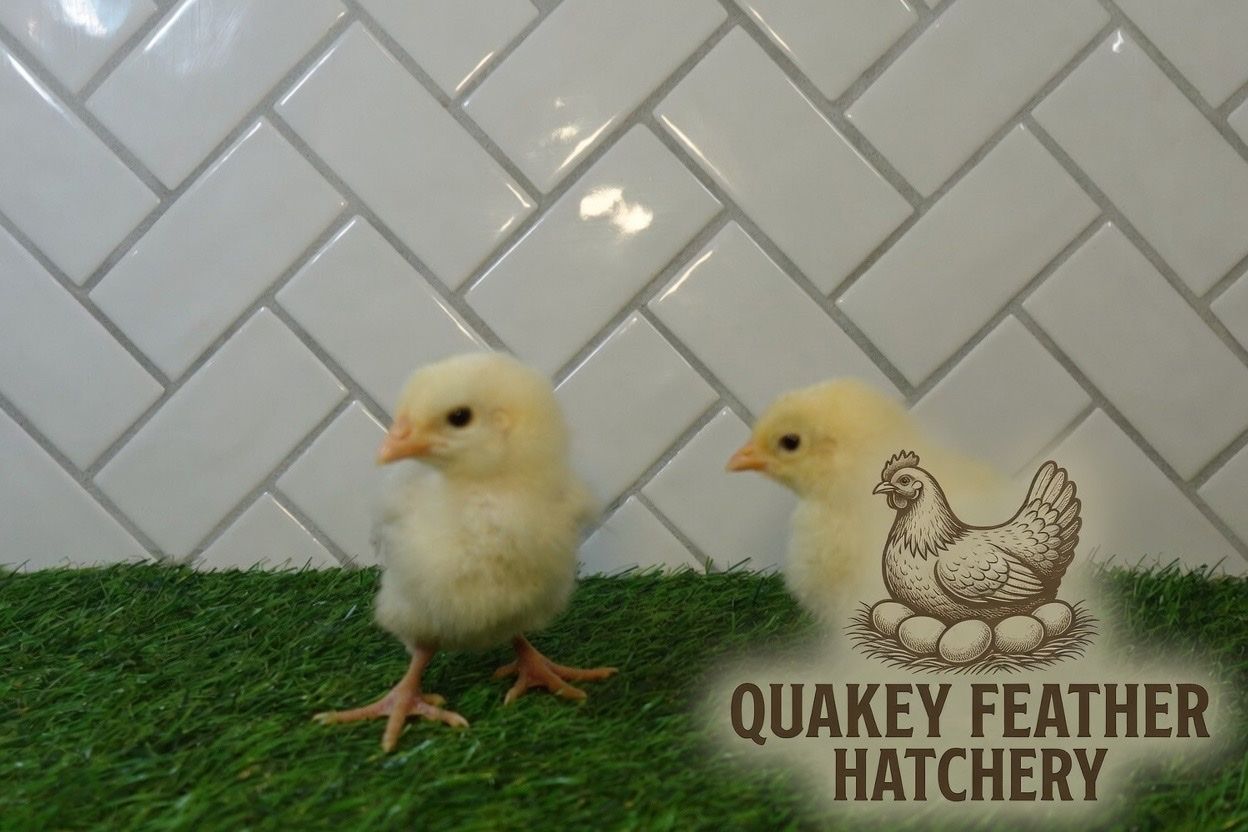 White Leghorn Chicks