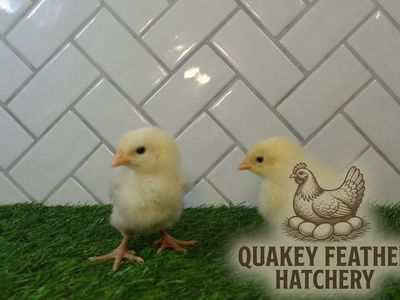 White Leghorn Chicks
