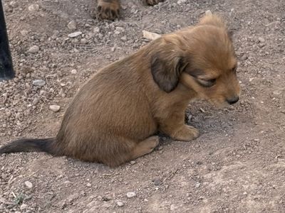 Adorable Longhair Miniature Dachshund Puppies - Ready for New Home!