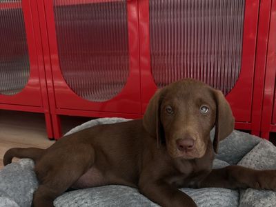Chocolate Lab Puppy