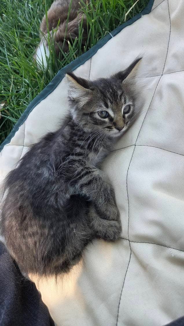 Variety of playful kittens, Ready to go (rare bobtail & full tail)
