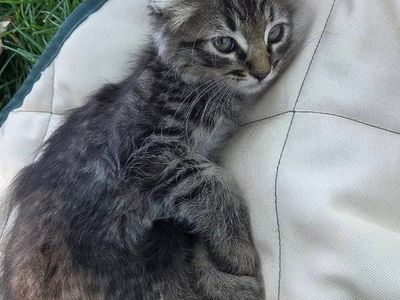 Variety of playful kittens, Ready to go (rare bobtail & full tail)