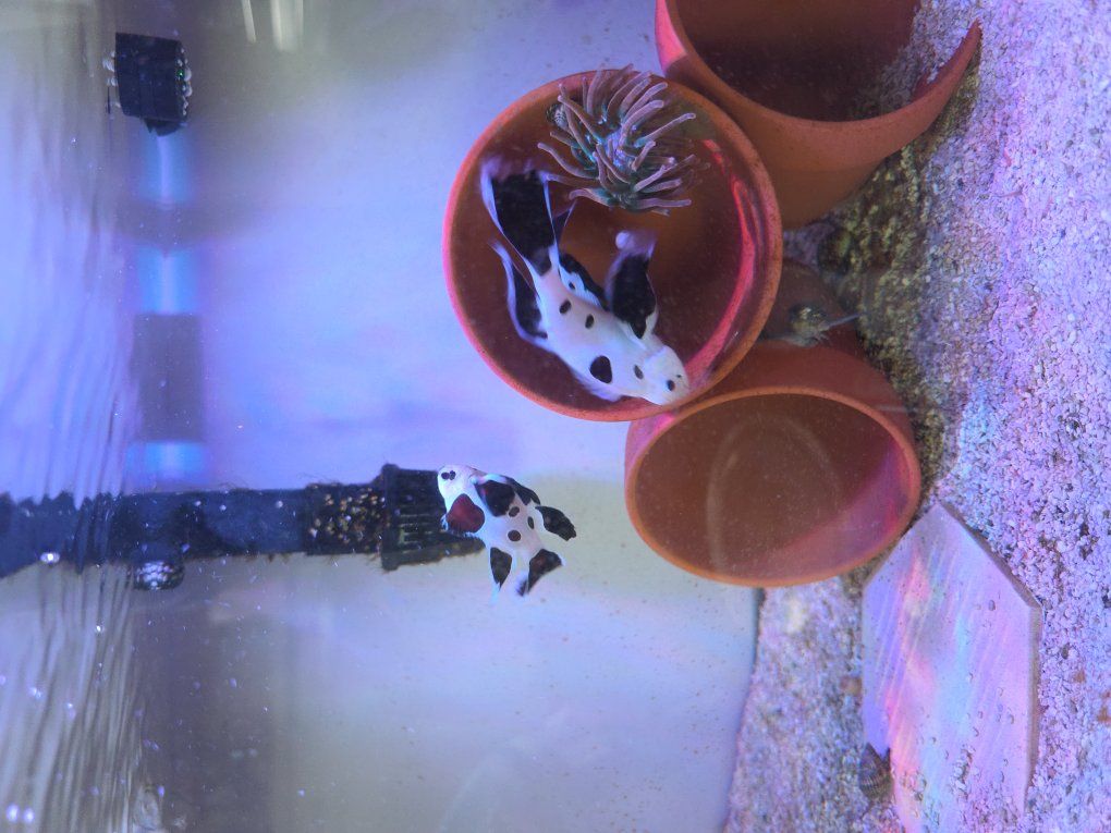 longfin black storm clownfish