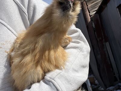 FREE SILKIE ROOSTER!
