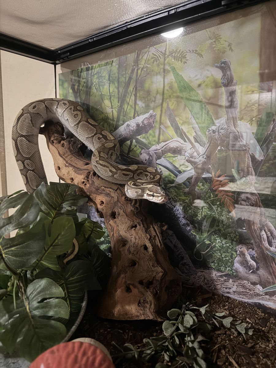 Ball Python