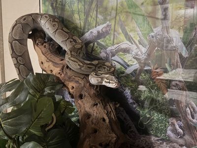 Ball Python