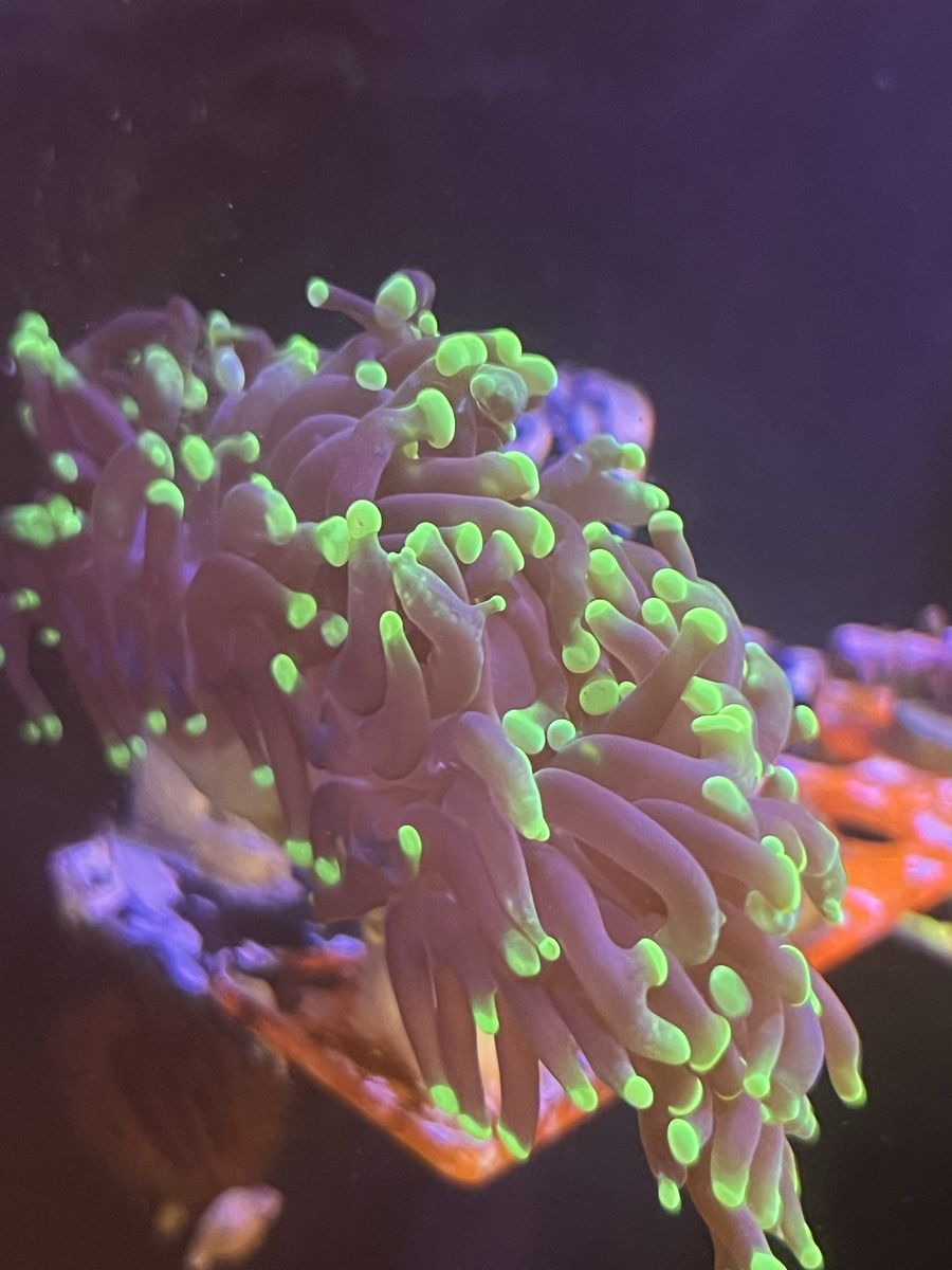 Green Tip Hammer Coral Frag Saltwater Aquarium Live Coral