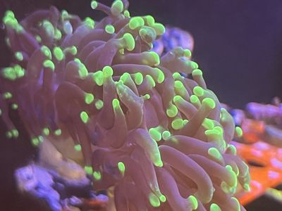 Green Tip Hammer Coral Frag Saltwater Aquarium Live Coral