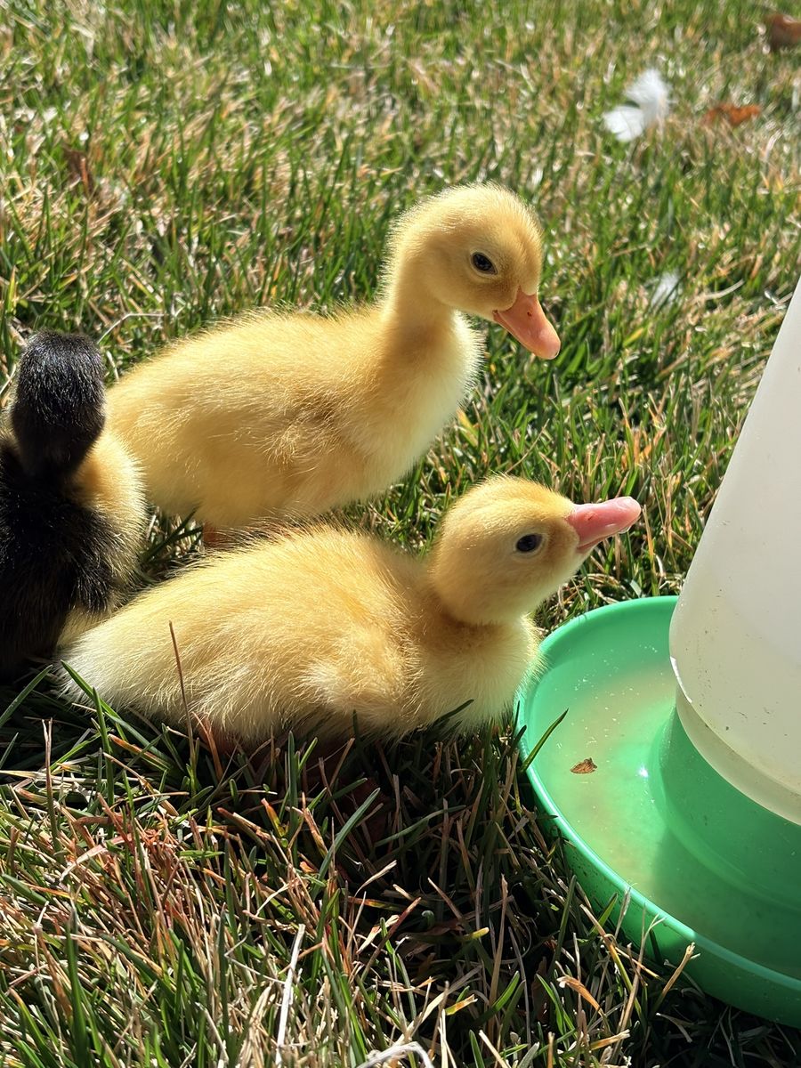 Baby Ducklings Day Old
