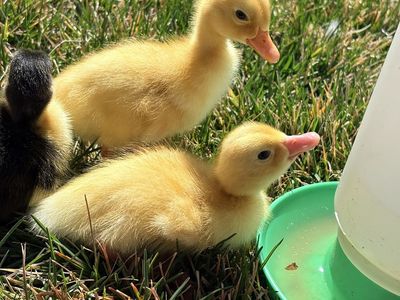 Baby Ducklings Day Old