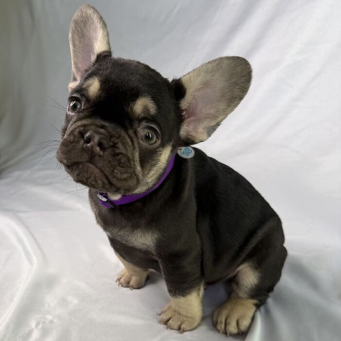 French Bulldog