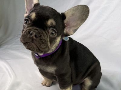 French Bulldog