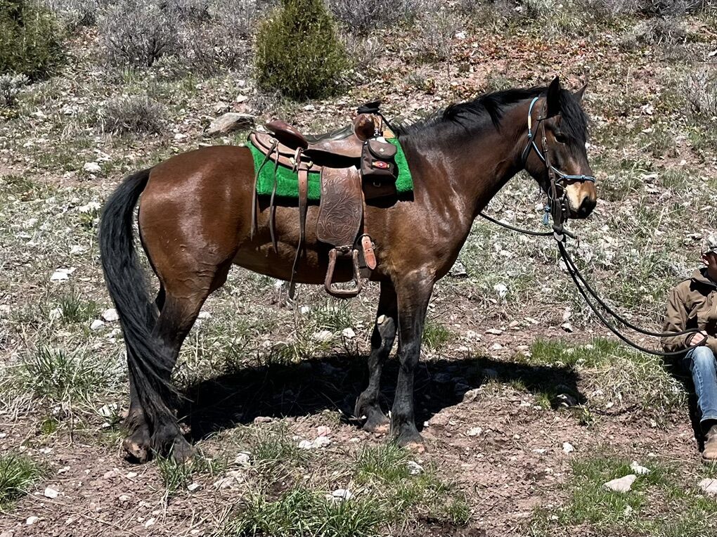 4yr old Mustang Mare