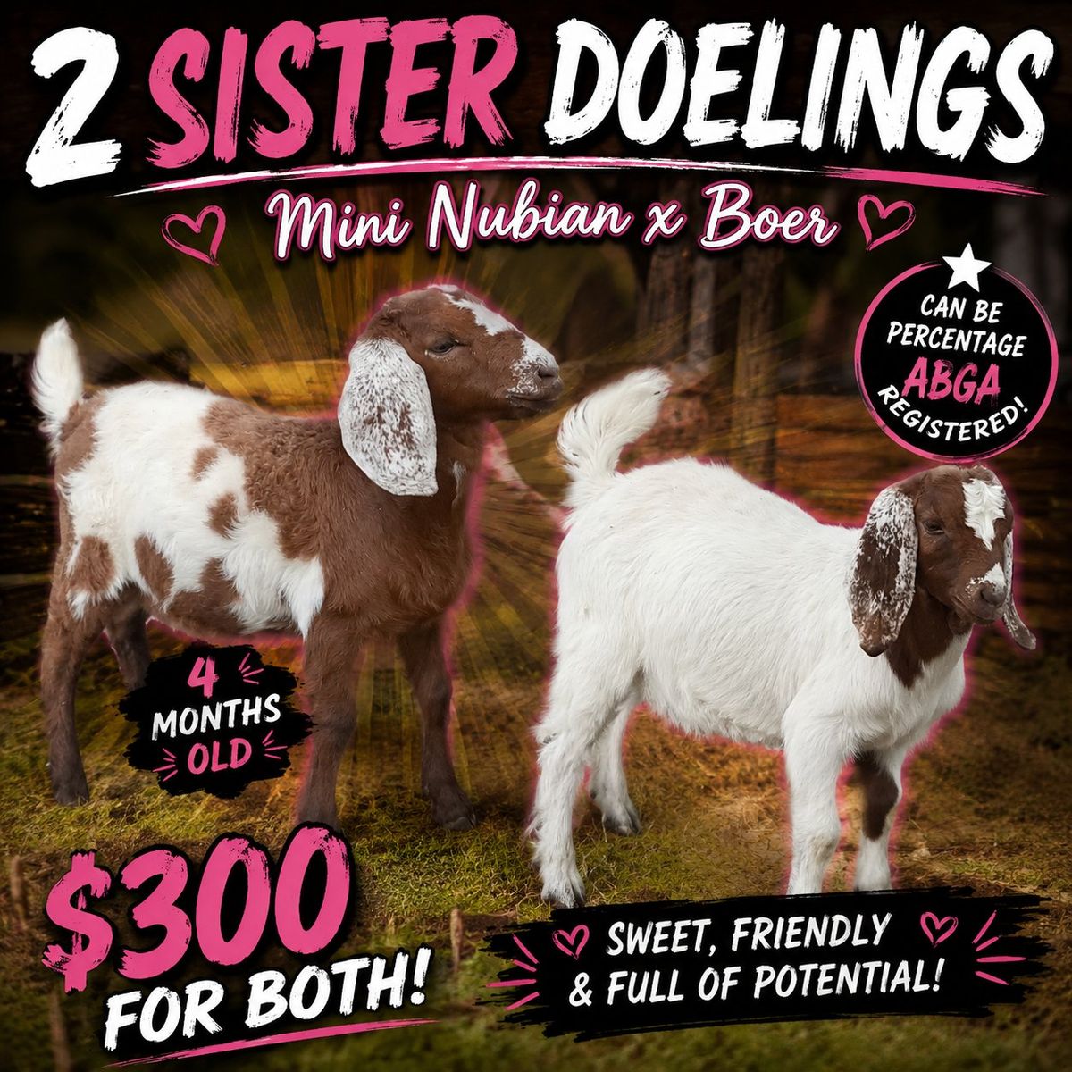mini Nubian x boer doelings