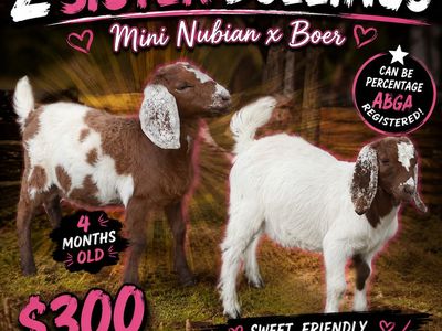 mini Nubian x boer doelings