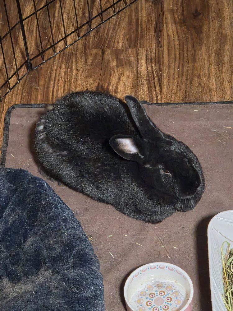 Black Rabbit - Comes With Everything