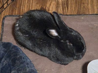 Black Rabbit - Comes With Everything