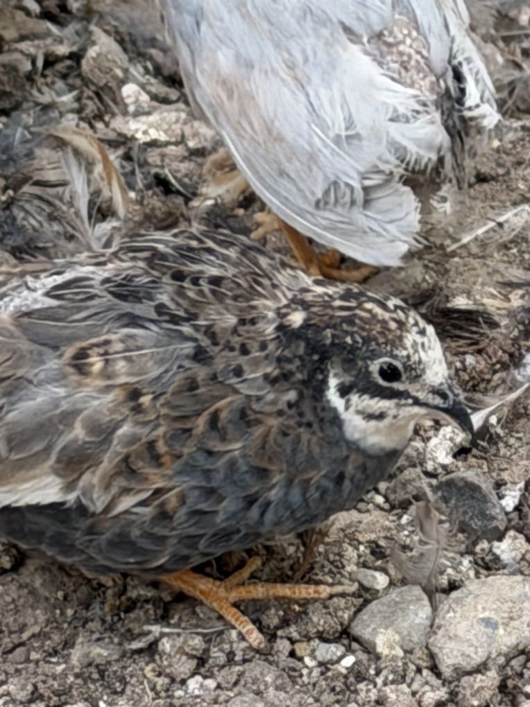 Button Quail/trade