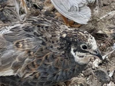 Button Quail/trade