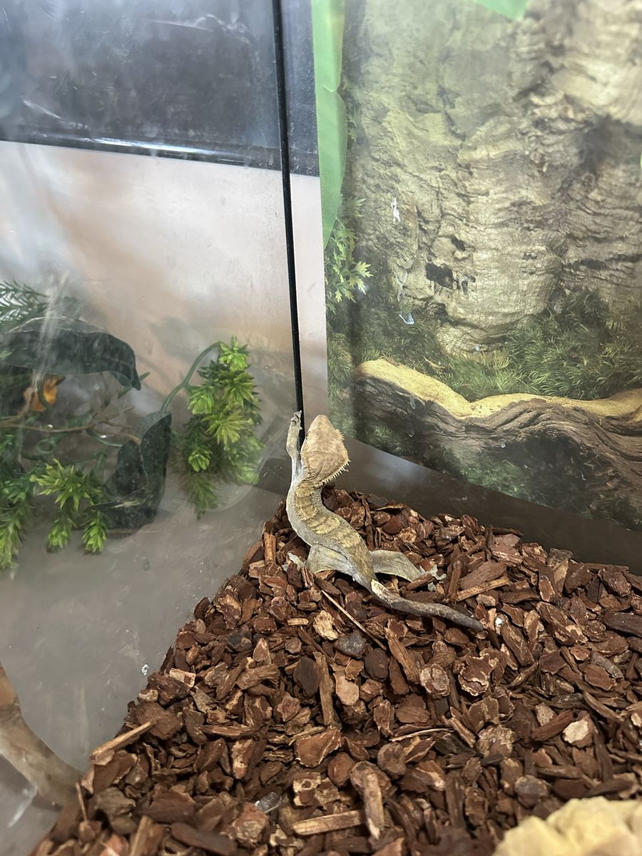 Crested Gecko with Habitat