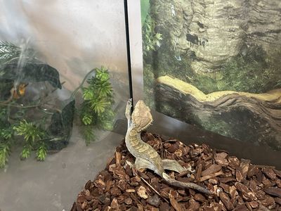 Crested Gecko with Habitat