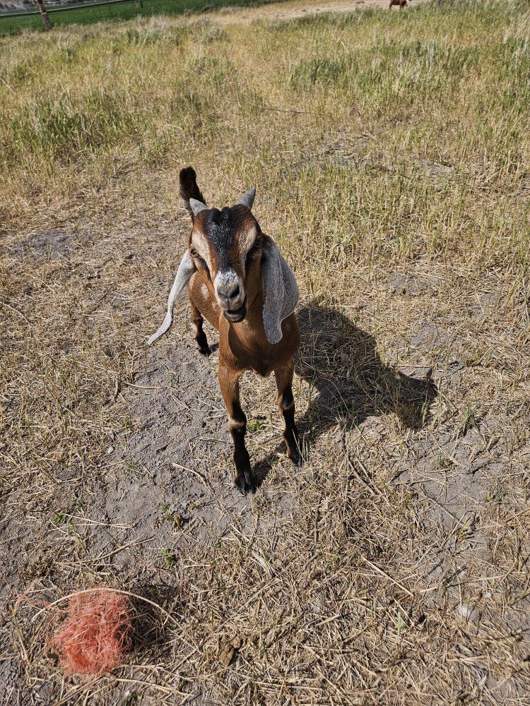 Full-bred Nubian Goat Buckling