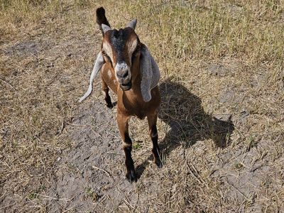 Full-bred Nubian Goat Buckling