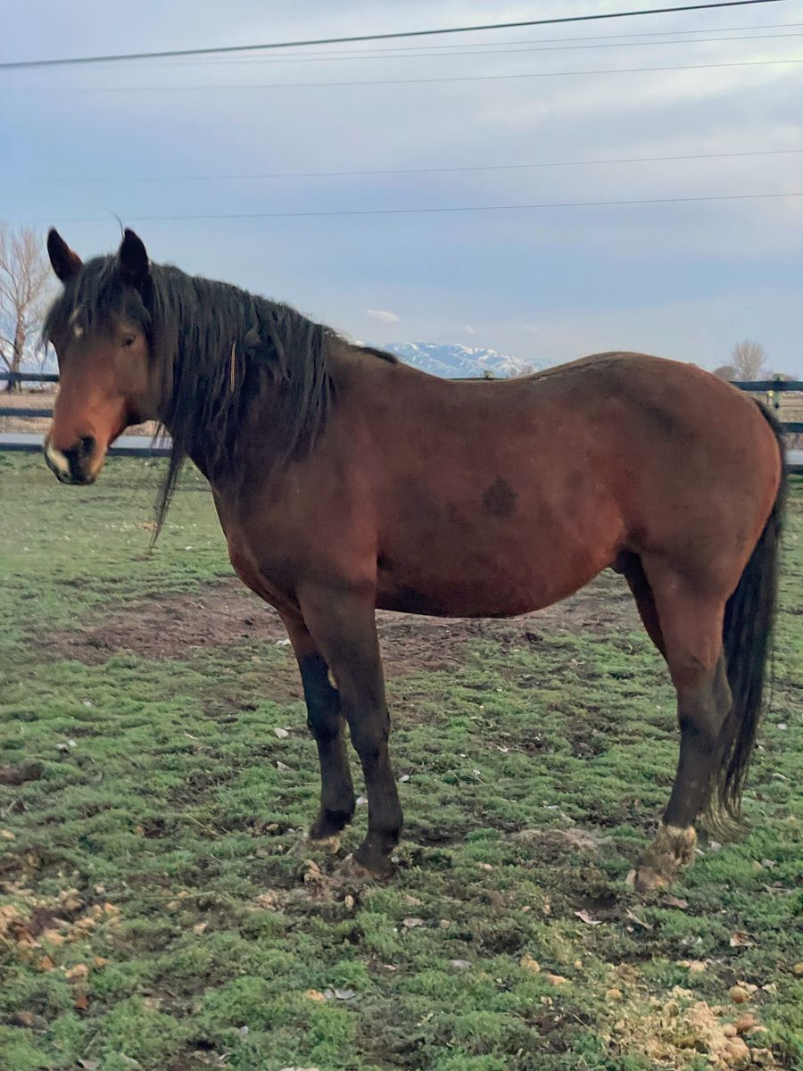 AQHA 2016 Bay Stallion