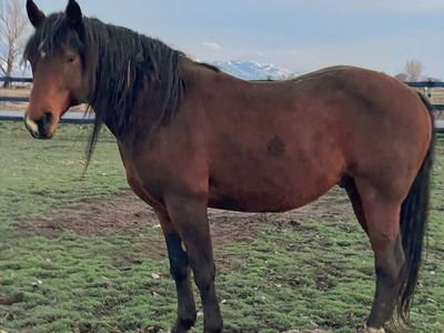 AQHA 2016 Bay Stallion