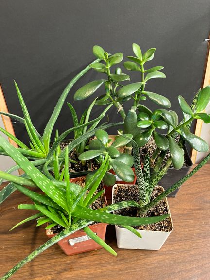 PLANTS: 5-Pack OR Singles (2nd Ad)