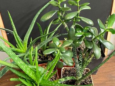 PLANTS: 5-Pack OR Singles (2nd Ad)