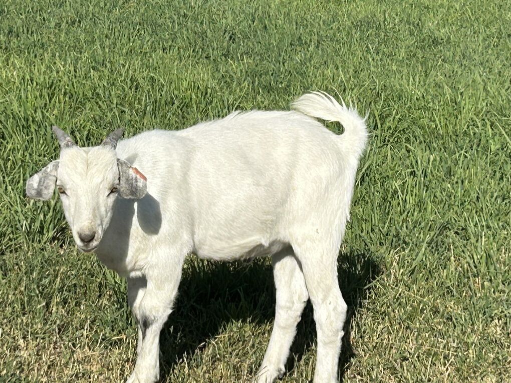 2025 100% kiko Buckling