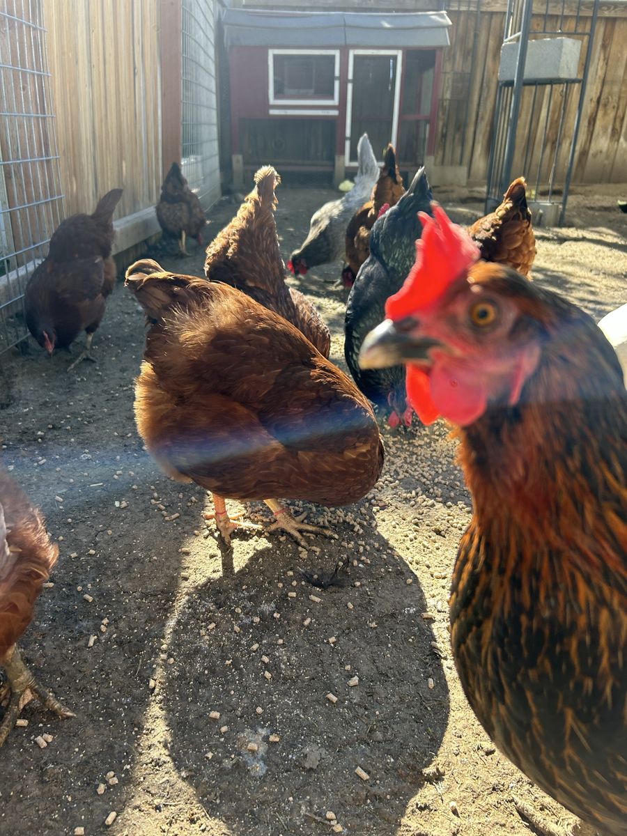 Laying Hens