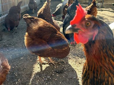 Laying Hens
