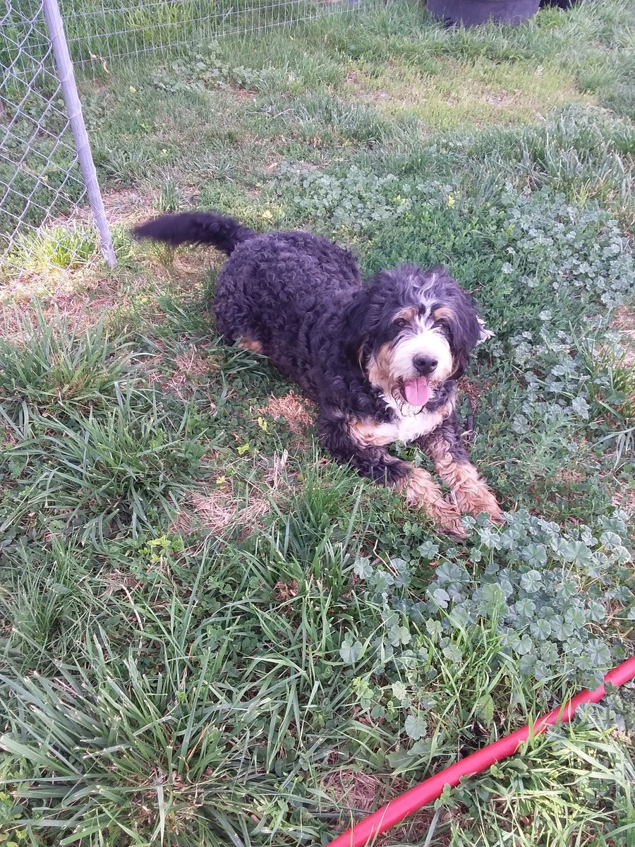 Bernadoodle