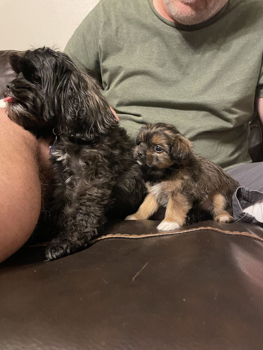 Free Female " Shih-poo" Shi-tzu Poodle Mix