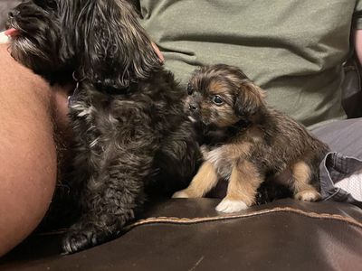 Free Female " Shih-poo" Shi-tzu Poodle Mix