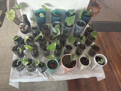 Pothos Bibe Plant Starter