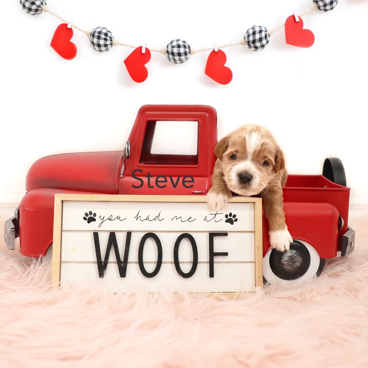 Obedience, Potty, Crate Trained Mini/Petite Goldendoodles