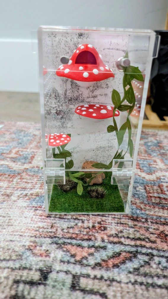 Jumping spider enclosure WITH spider 