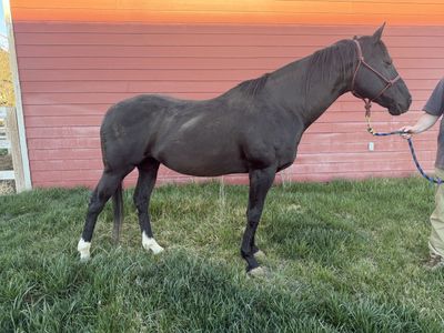 Quiet and well mannered horse