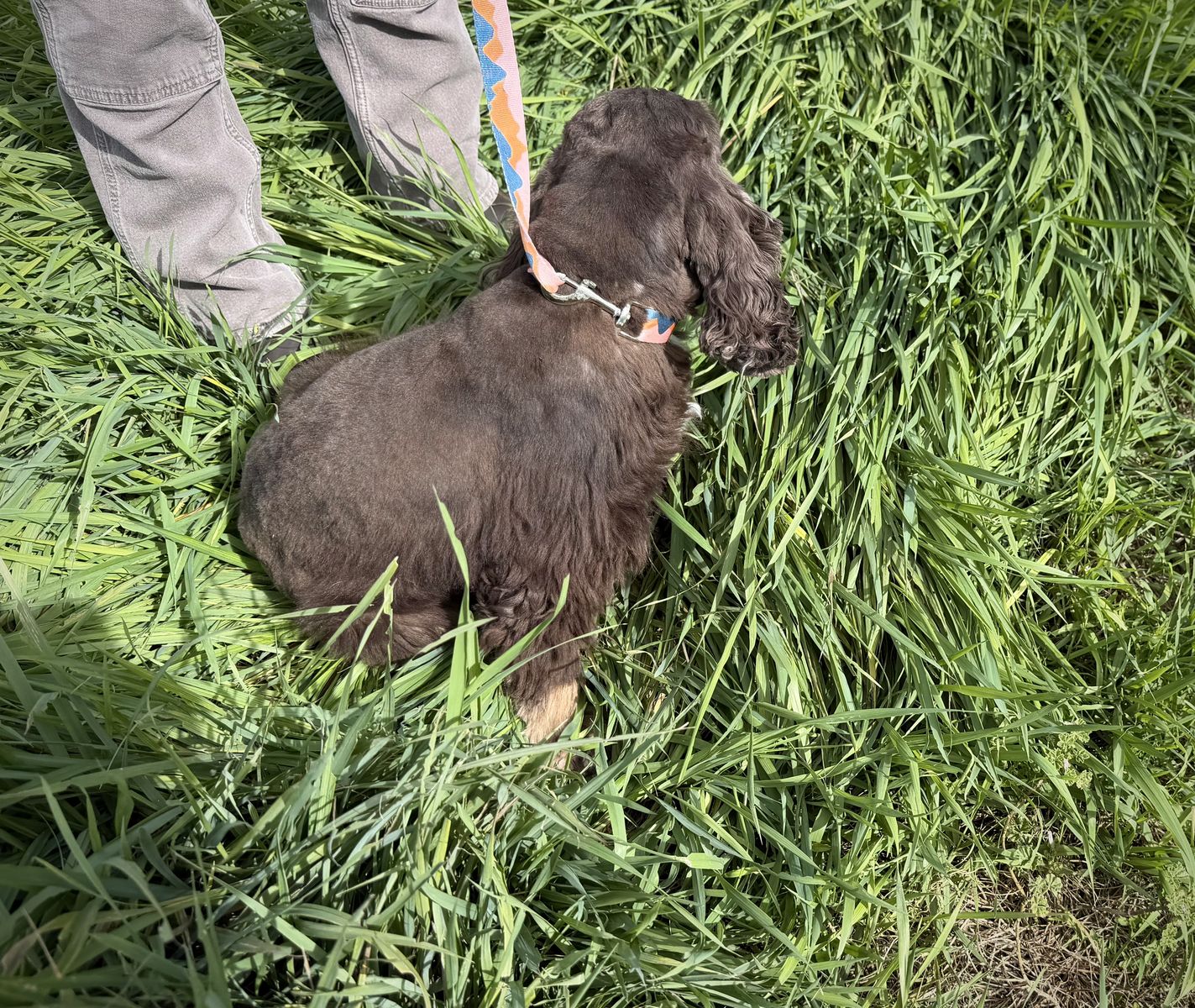 Chocolate cocker spaniel girl - free to good home | Dogs | KSL Classifieds
