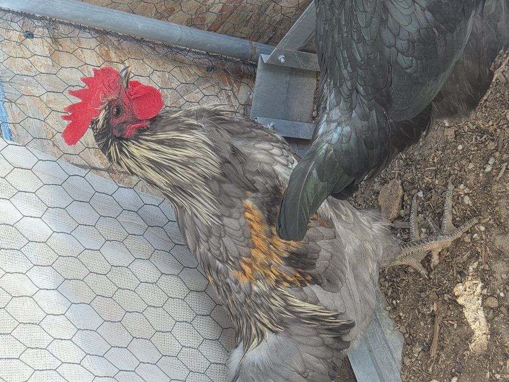 Young Rooster