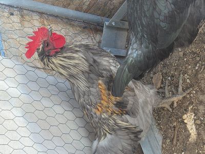 Young Rooster